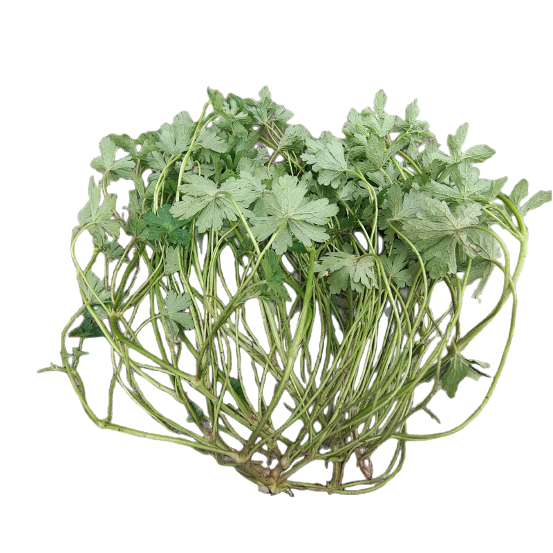 老鹳草五瓣花老贯草五叶草贵州