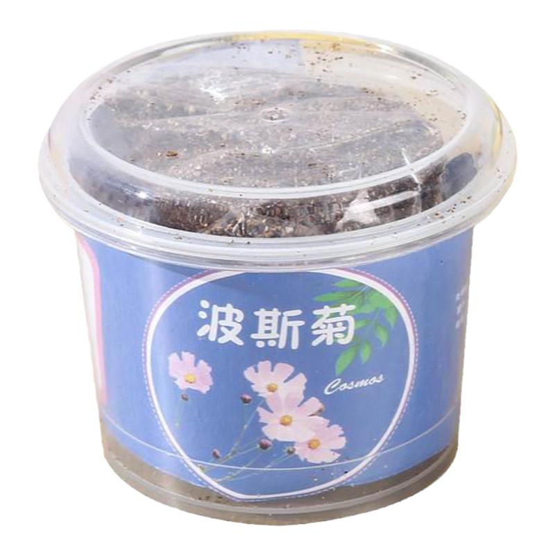 巧巧杯迷你小盆栽儿童种植果蔬小盆栽学生观察绿植种子盒迷你种植