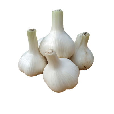 山东白皮新蒜头2025新干蒜可炒菜