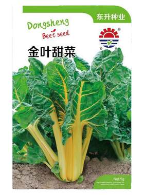 金叶甜菜种子叶用黄甜菜籽