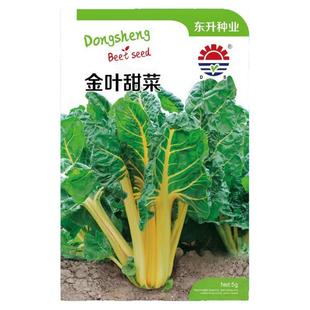 金叶甜菜种子叶用甜菜黄甜菜籽莙荙菜牛皮菜四季春季盆栽阳台种业