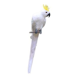 仿真金刚鹦鹉摆件真羽毛鸟类模型橱窗园林摄影道具装饰品动物标本