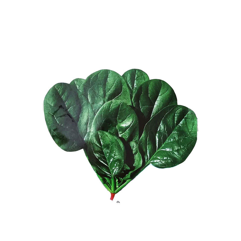 趴地菠菜种籽耐寒越冬老品种大叶波菜种子秋季籽种四季蔬菜孑菜籽
