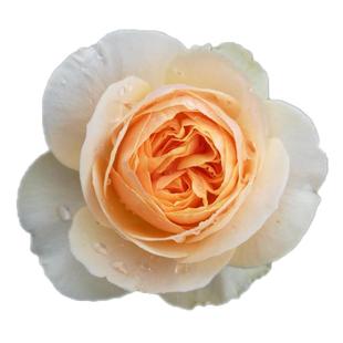 海蒂的花园 切花朱丽叶奥斯汀灌木月季欧月勤花阳台花卉盆栽花苗