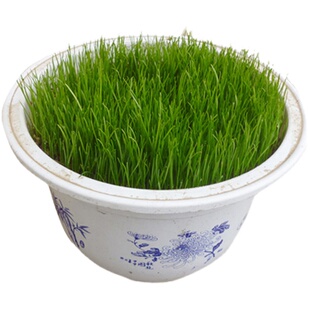 秋季多年生牧草猫尾草提摩西种子龙猫兔子爱吃的草籽草种子夏季