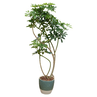 造型款鸭脚木中型盆栽好养