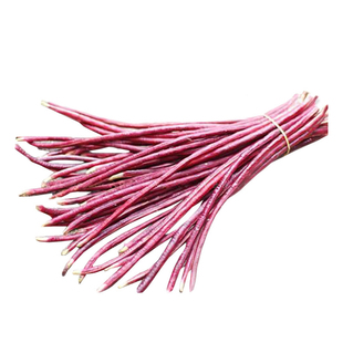 花红豹豇豆种子 红豆角条粗顺直结荚多耐热春秋播 高产红长豇豆籽