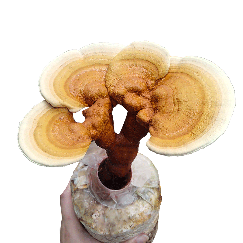 灵芝菌包袋装蘑菇种植包菌种盆栽家种菌菇香平菇食用家庭新鲜菌棒