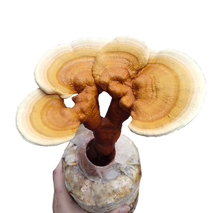 灵芝菌包袋装蘑菇种植包菌种盆栽家种菌菇香平菇食用家庭新鲜菌棒