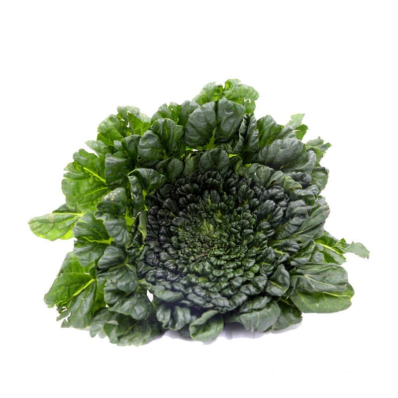 乌塔菜秧苗菊花菜秧苗四季盆栽