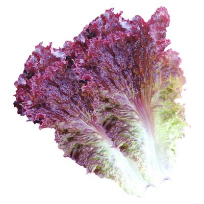 罗马紫翠生菜种子香甜营养菜奶油