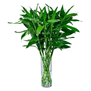 观音竹水培植物水养带根花卉绿植绿萝室内盆栽转运竹子富贵竹花瓶