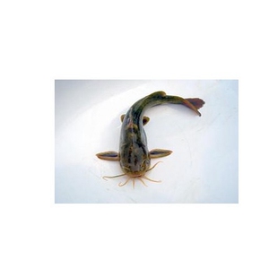 黑龙江特产冷水嘎牙子鱼开江冬捕鱼抚远嘎鱼黄腊丁黄辣丁