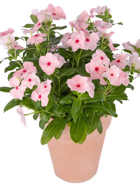 海蒂的花园长春花阳台花量大