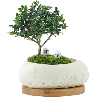 达摩九里香盆栽桌面小盆景茶桌小微盆景室内好养易活绿植四季常青