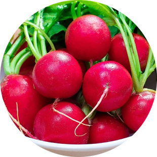 樱桃萝卜种子水果萝卜种子籽蔬菜大全四季阳台盆栽红白小萝卜种孑