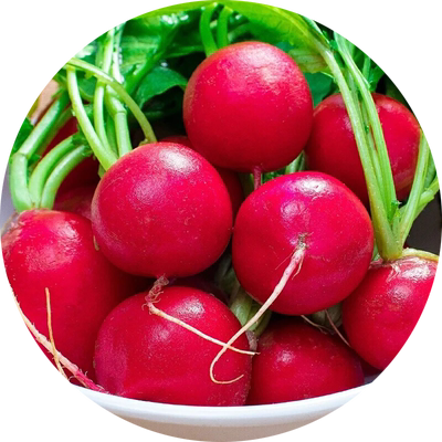 樱桃萝卜种籽阳台盆栽凤梨萝卜