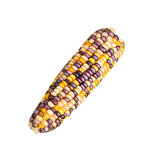 仓鼠磨牙玉米仓鼠磨牙零食磨牙棒金丝熊兔子磨牙小玉米粮食用品