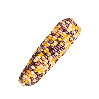 冠之亚营养磨牙粮食零食用品