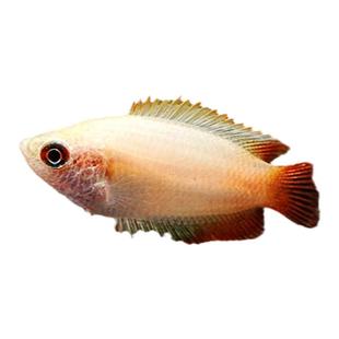 鱼官儿五彩丽丽草莓丽丽曼龙鱼樱桃丽丽新手宠物好养耐活观赏鱼苗