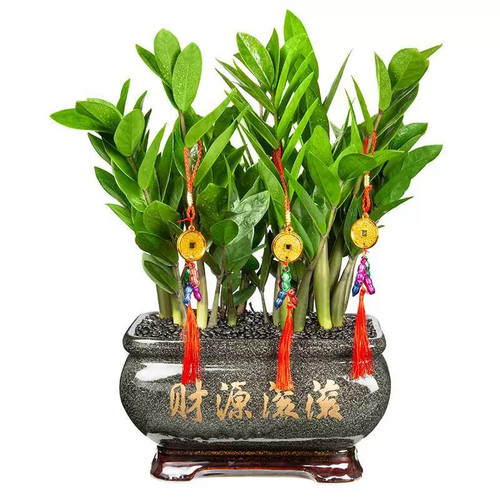 金钱串树北京中型绿植盆栽简单好养室内客厅净办公室送货上门开业