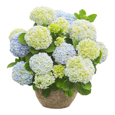 海蒂基地自产高品质绣球无尽夏