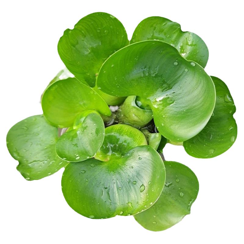 水葫芦水芙蓉浮萍造景净化水质
