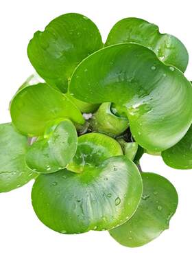 水葫芦水芙蓉浮萍造景净化水质