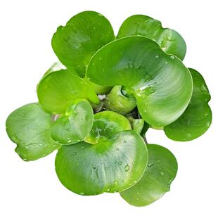 净化水质庭院客厅阳台造景水草水葫芦水芙蓉浮萍淡水植物养鱼龟缸