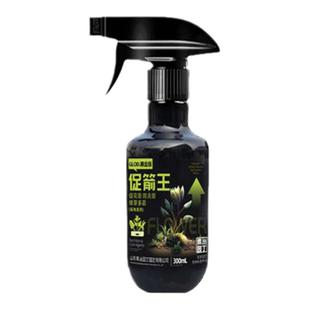 青丛园丁促箭王基地兰花开花专用蝴蝶兰促花箭防夹箭爆芽多箭