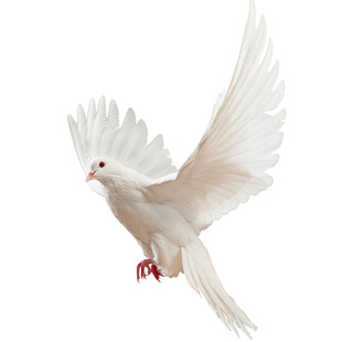 新品仿真鸽子摆件鸟类动物标本羽毛白鸽灰鸽家居创意软装森系装饰