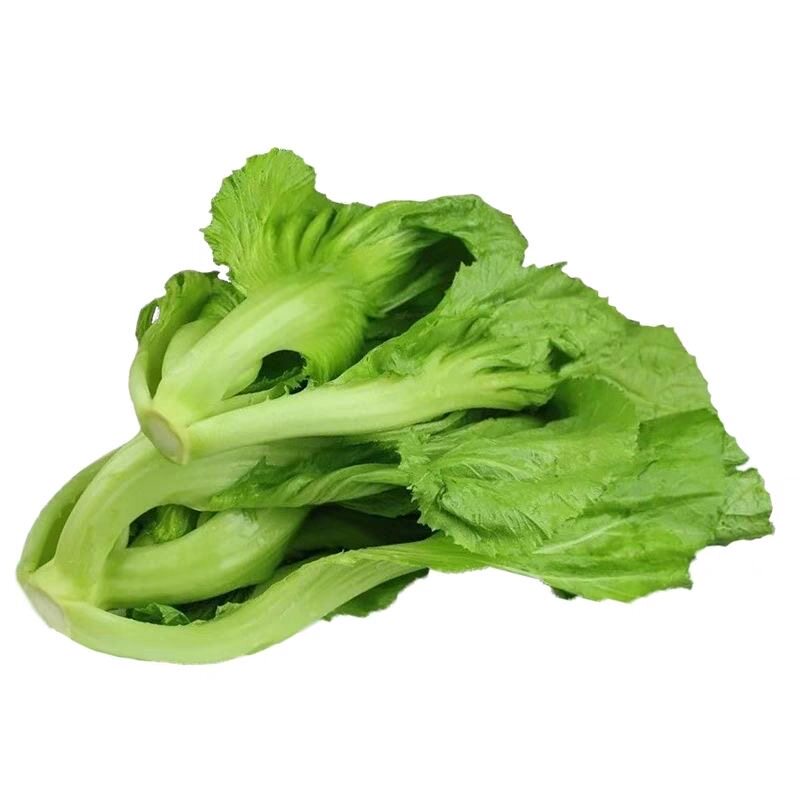 广东包心芥菜苗当季种植庭院阳台