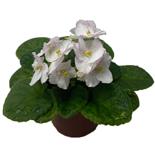 重瓣非洲堇巴蕾紫罗兰盆栽带花办公室内好养四季开花喜阴花卉植物