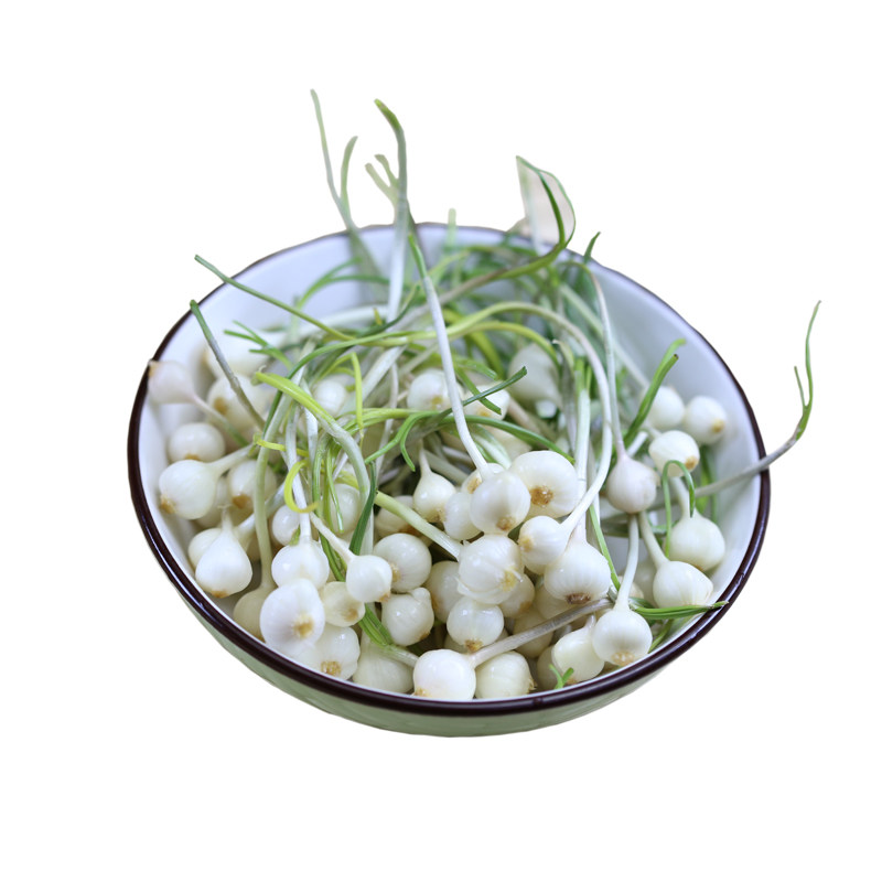 东北小根蒜野菜产地直销野葱大脑瓜野蒜荞子野蒜即食东北特产包邮