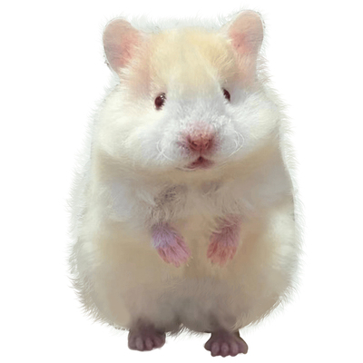 蜜波利金丝熊仓鼠活物大只长毛