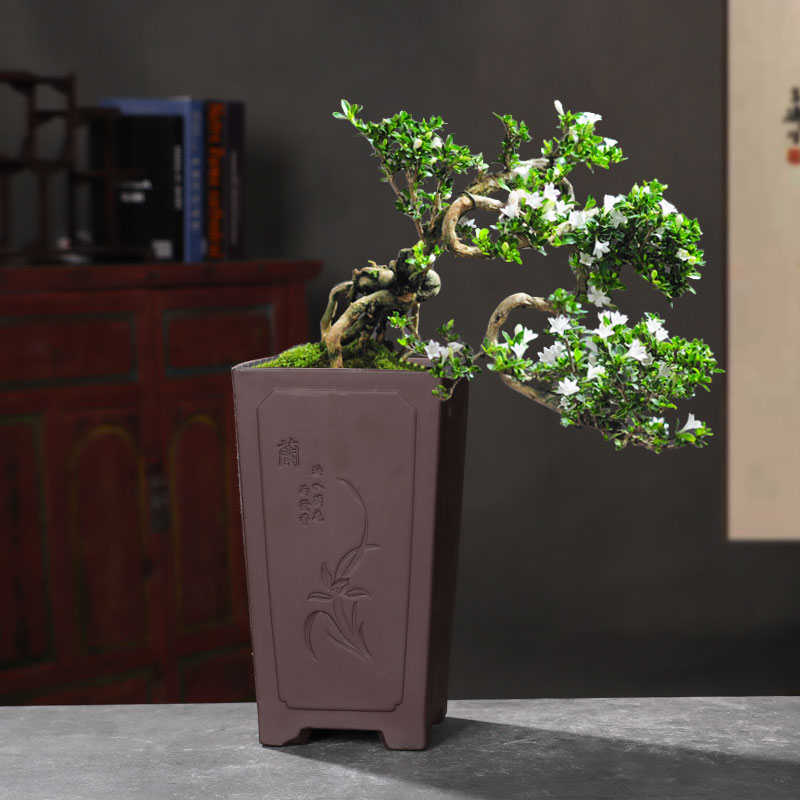 紫砂花盆陶瓷2021新款大口径君子兰直筒深高大盆兰草多肉绿植专用