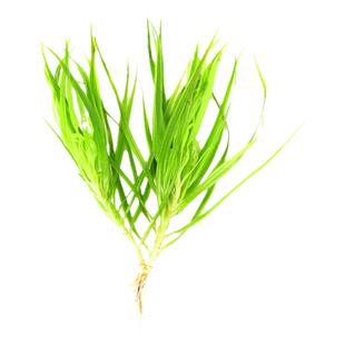 日本箦藻水草责藻小大箦藻红绿色中后景水草赤焰灯芯草水下叶活体