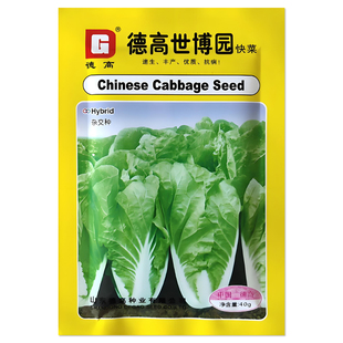 德高世博园快菜种子大白菜小白菜苗菜耐热速生丰产抗病德高菜种子