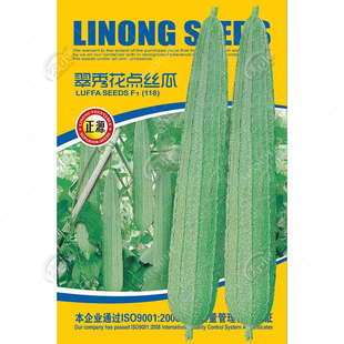 大花点肉丝瓜种子种籽苗特大巨型四季菜苗南方老品种蔬菜孑子秧