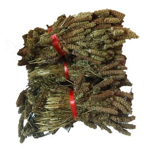 野生夏枯球整株夏枯草球批发天然新鲜夏姑球草食用500g白毛夏桔草