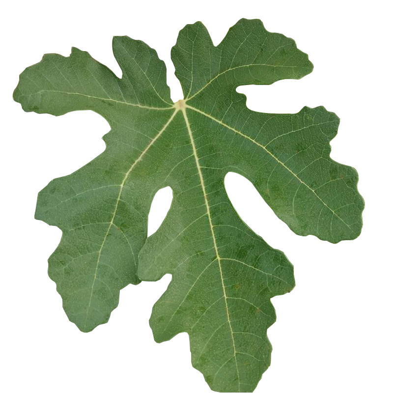 新鲜无花果树叶子枝叶熏洗 zh无花果