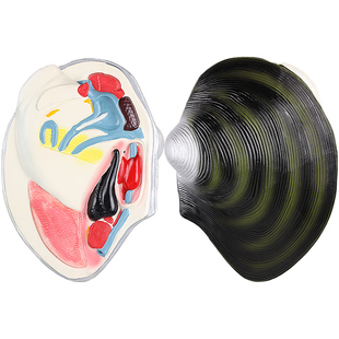 河蚌模型初中学生物课教具大型水产品结构模型演示教具河蚌解剖模型