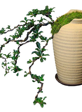 日本红花一号长寿梅盆景造型盆栽