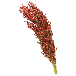 红缨子红糯矮杆高粱种子扫把种籽孑酿酒种了高产早熟抗旱五谷杂粮