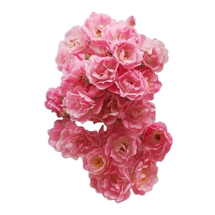 海蒂的花园 苹果花爬藤月季春季花量大颜色美庭院花卉植物盆栽苗