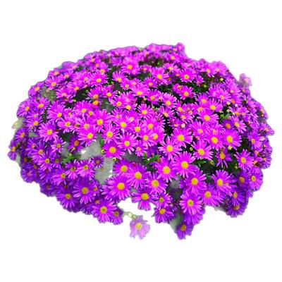 姬小菊盆栽带花苞小雏菊