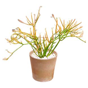 花与花器 火焰红珊瑚棒 光棍树 澎湖树盆栽 多肉耐旱植物阳台绿植