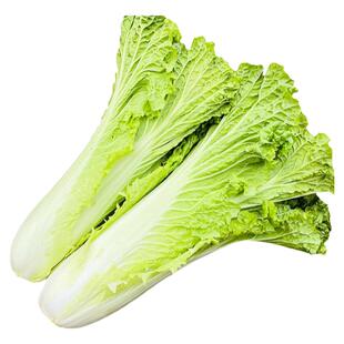 贵州本地农家麻叶菜新鲜趴扒地菜大白菜青菜皱皮菜蔬菜自然熟5斤