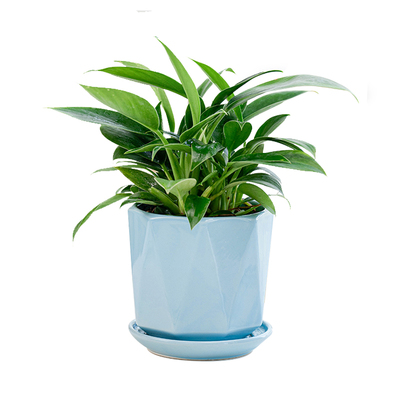 室内大型金钻盆栽 金钻蔓绿绒绿植办公室 客厅花卉好养活植物盆景