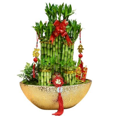 节节高塔带根转运四季好养富贵竹